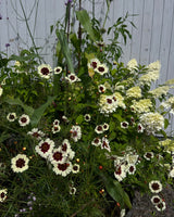 Tigeröga 'Incredible Swirl' - Nyhet!