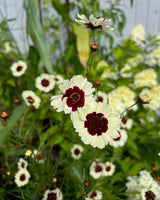 Tigeröga 'Incredible Swirl' - Nyhet!