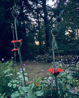 Summer Lion's Ear 'Shrimp Cocktail' Organic - New! 