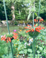 Summer Lion's Ear 'Shrimp Cocktail' Organic - New! 