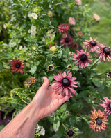 Romantic Flower Collection - A blooming collection for the romantic