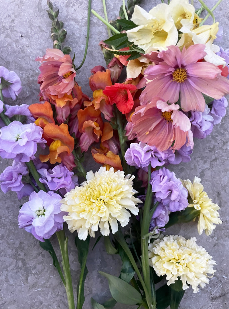 Lövkoja 'Katz Lavender Blue' - Nyhet!