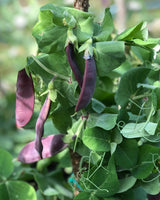 Sockerärt 'Shiraz' - Nyhet!