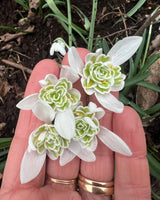 Moon Garden Collection - designad perenn rådjurssäker blomsterlöksrabatt
