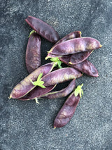 Sockerärt 'Shiraz' - Nyhet!