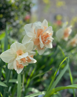 Blush Bordeaux Collection - designad perenn rådjurssäker blomsterlöksrabatt