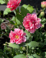 Tulpan 'Aveyron '