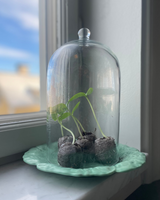 Cultivation briquettes 30 pieces