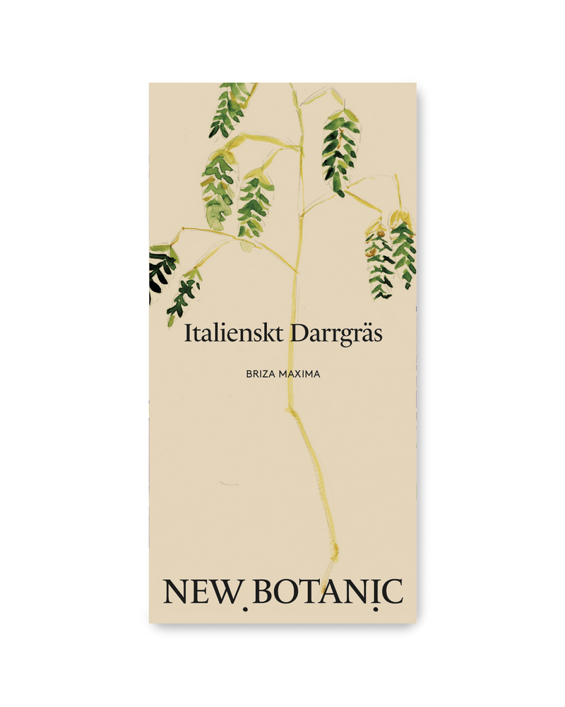 Italienskt Darrgräs