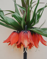 Majestic Collection - Nyhet!