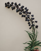 Klocklilja 'Persica'