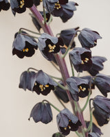 Klocklilja 'Persica'