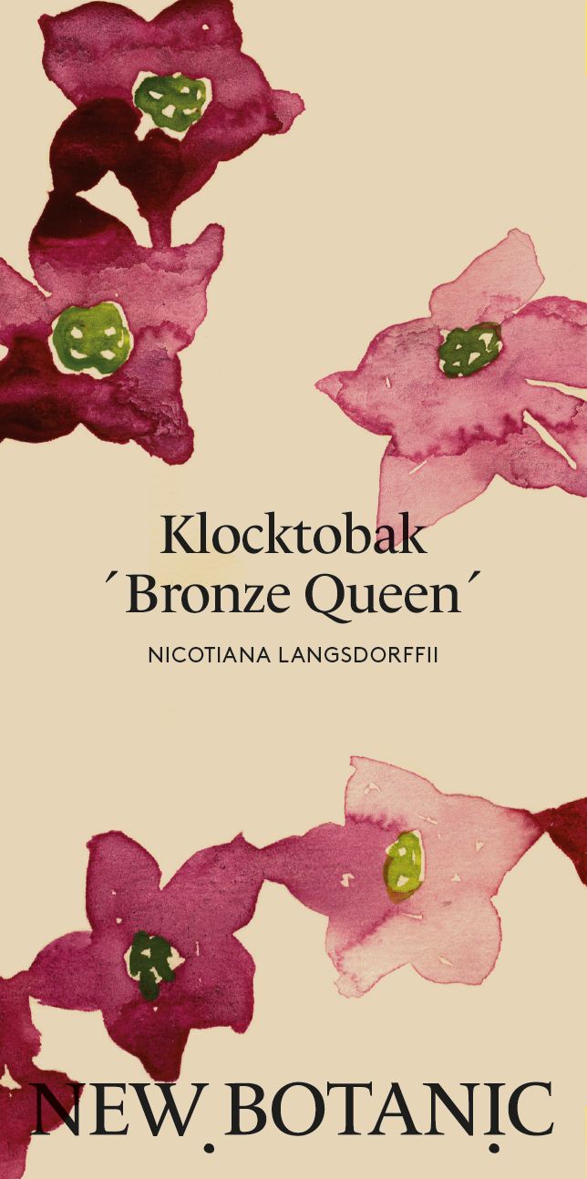 Klocktobak 'Bronze Queen' - Nyhet!