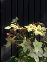 Blomstertobak 'Perfume Antique' - Nyhet!