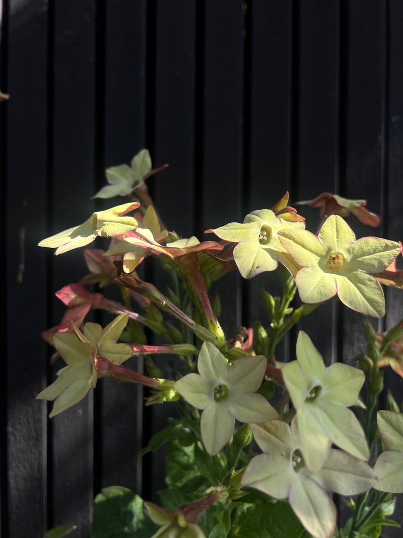 Blomstertobak 'Perfume Antique' - Nyhet!
