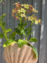 Blomstertobak 'Perfume Antique' - Nyhet!