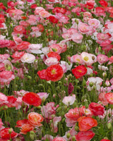 Kornvallmo 'Falling in Love' - Nyhet!