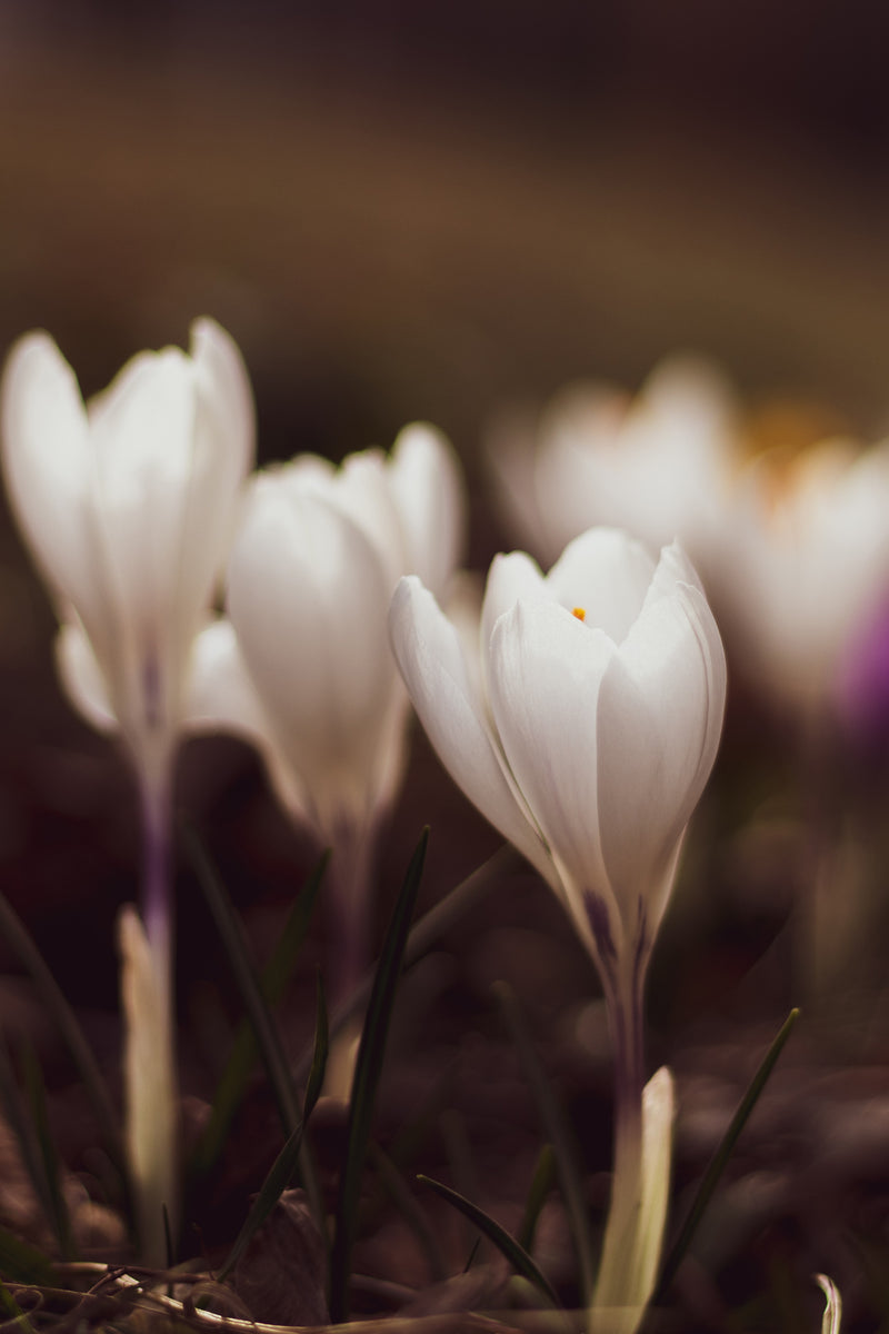 Spring Firework Collection Löklasagne - För den som vill njuta av blomning hela våren, med liten insats