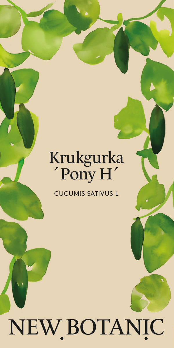 Krukgurka ´Pony’