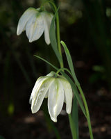 Kungsängslilja 'Alba'