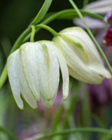 Kungsängslilja 'Alba'