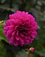 Baroque Flower Collection – designad blomsterrabatt