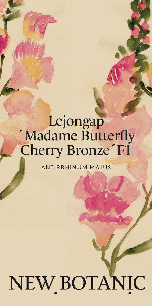 Lejongap 'Madame Butterfly Cherry Bronze' F1 - Nyhet!