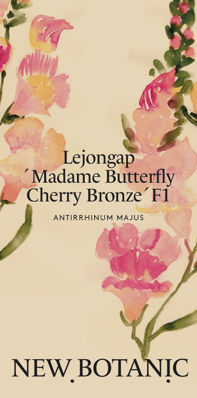 Lejongap 'Madame Butterfly Cherry Bronze' F1 - Nyhet!