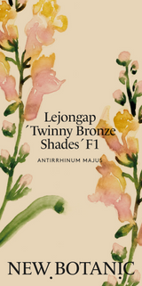 Lejongap 'Twinny Bronze Shades' F1 - Nyhet!