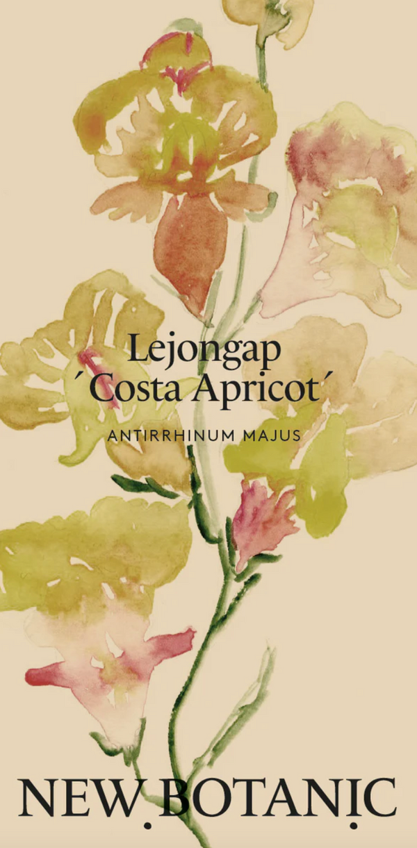 Lejongap 'Costa Apricot'