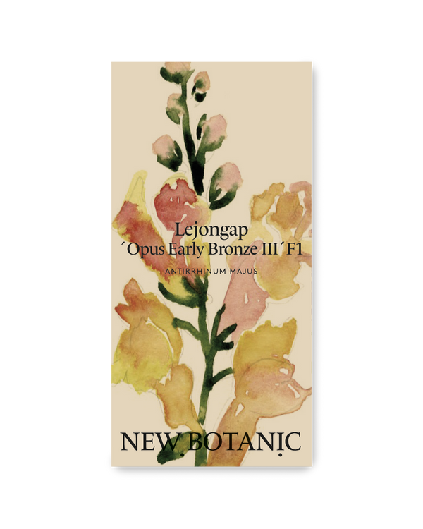 Lejongap 'Opus Early Bronze'