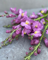 Lejongap 'Opus 3 Lavender' F1 - Nyhet!