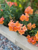 Lejongap 'Twinny Bronze Shades' F1 - Nyhet!