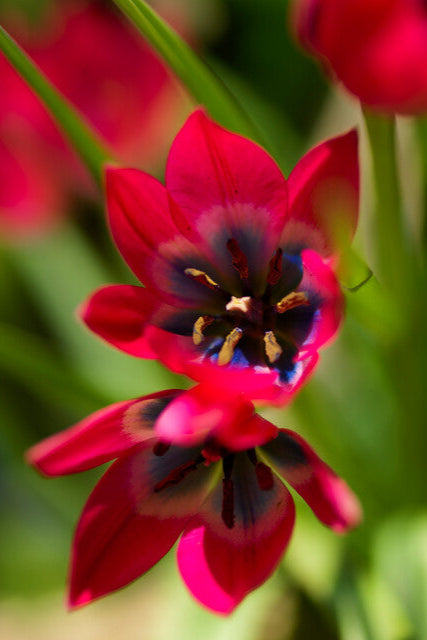 Tulpan 'Little Beauty '