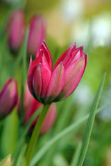 Lipstick Love Collection - designad blomsterlöksrabatt