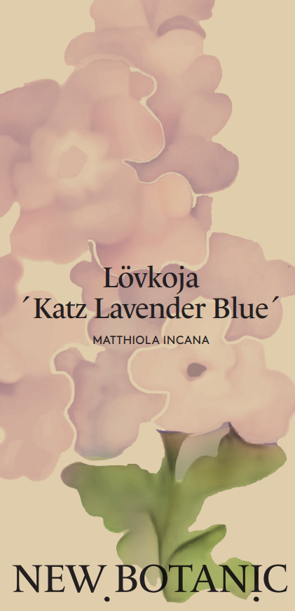 Lövkoja 'Katz Lavender Blue' - Nyhet!