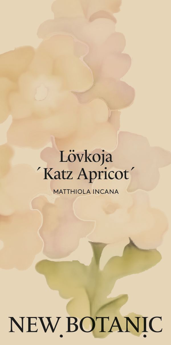 Lövkoja 'Katz Apricot' - Nyhet!