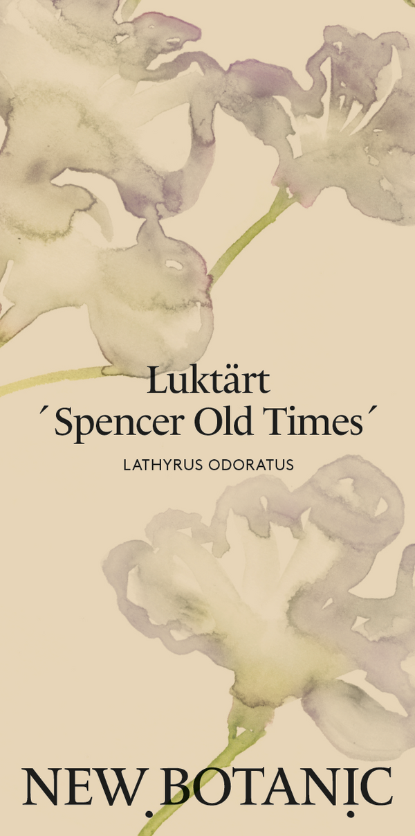 Luktärt 'Spencer Old Times' - Nyhet!