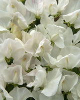 Luktärt 'Spencer Royal Wedding' - Nyhet!