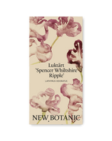 Luktärt 'Spencer Whiltshire Ripple' - Nyhet!