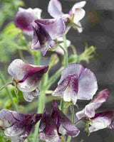 Luktärt 'Spencer Whiltshire Ripple' - Nyhet!