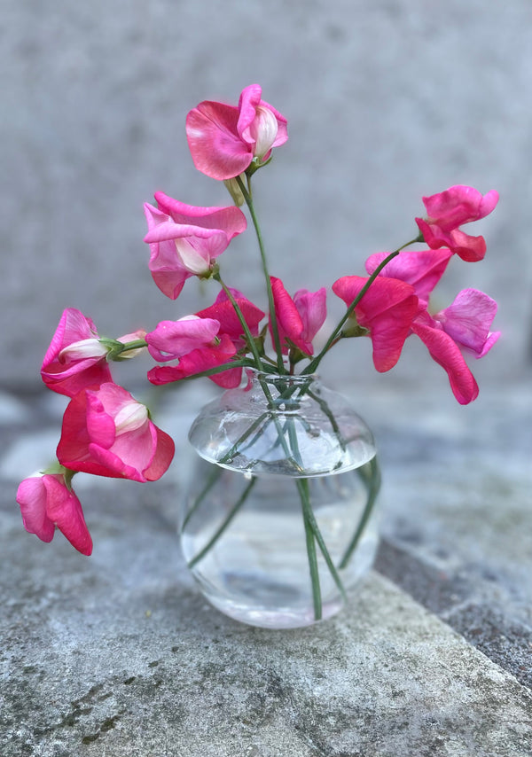 Luktärt 'Princess Elizabeth' - Nyhet!