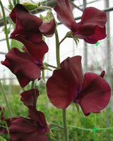 Luktärt 'Spring Sunshine Burgundy' - Nyhet!