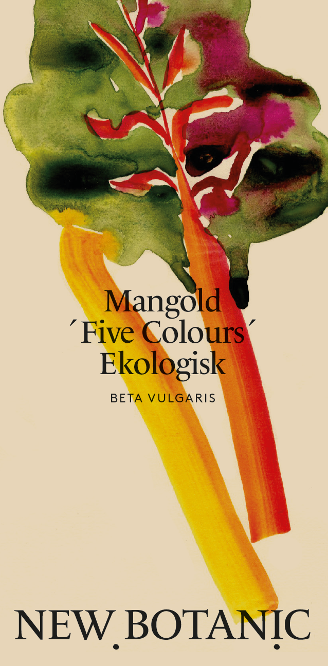 Mangold 'Five Colours' Ekologisk - Nyhet!