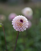 Garden Artist Collection – designad dahliarabatt