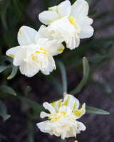 Narciss 'Obdam'