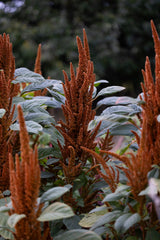 Blood Amaranth 'Hot Bisquit' 