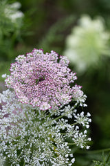 Flowering carrot 'Dara'