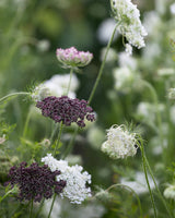 Flowering carrot 'Dara'