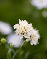 Praktvädd 'Fata Morgana'